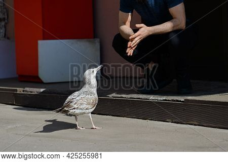 Sitting Man On Haunches And Seagull Are Looking To Each Other. European Herring Gull (larus Smithson