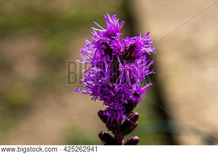 Close-up Of The Garden Plant. The Crest Of The Plant. Purple Flowers