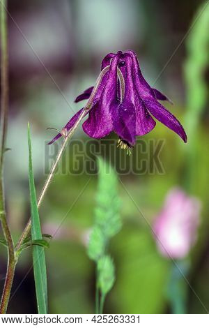 Closeup Of A Common Columbine. Its Latin Name Is Aquilegia Vulgaris, Originally From Europe And Asia