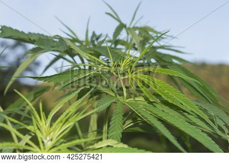 Green Marijuana Plants Leaf In The Nature