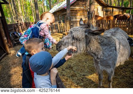 Kemerovo, Russia - 23.05.2021: Farm Animals In A Private Contact Zoo Husky Land In Kemerovo, Russia