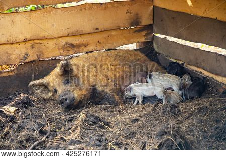 Farm Animals In A Private Contact Zoo Husky Land In Kemerovo, Russia