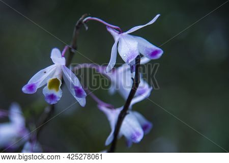 Beautiful Wild Orchid Flower Blossom In The Jungle