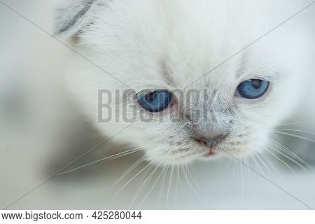 Cute Little Red Scottish Breed Kitten. High Quality Photo