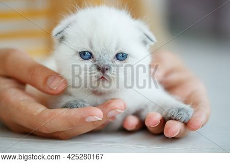 Cute Little Red Scottish Breed Kitten. High Quality Photo