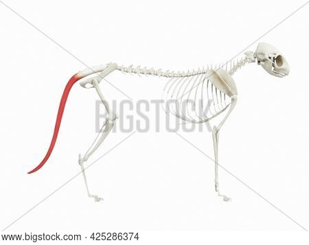 3d rendered illustration of the cats muscle anatomy - sacrocaudalis dorsalis lateralis