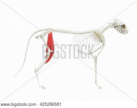 3d rendered illustration of the cats muscle anatomy - sartorius