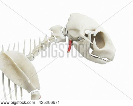 3d rendered illustration of the cats muscle anatomy - hyoid