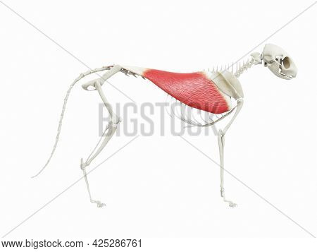 3d rendered illustration of the cats muscle anatomy - latissimus dorsi