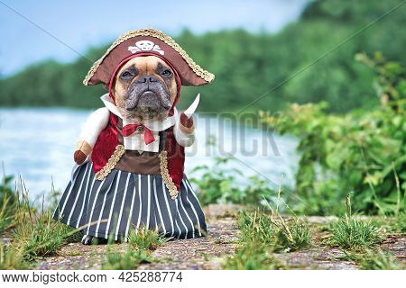 Funny French Bulldog Dog  Dressed Up With Pirate Bride Costume With Hat, Hook Arm And Dress Standing