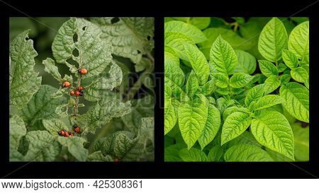 Collage Of Two Images: A Beautiful Green Potato Bush And A Bad Potato Bush Eaten By A Colorado Potat