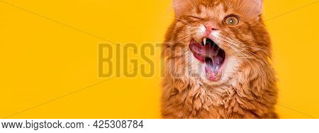 Portrait Of Funny Ginger Domestic Cat With Widly Open Moth And Long Tounge Out. Burmese Kitten Lick 