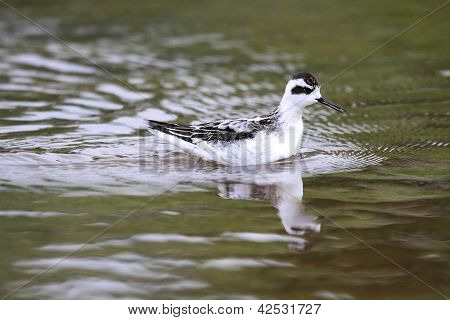 Red-necked Phalarope (phalaropus Lobatus)