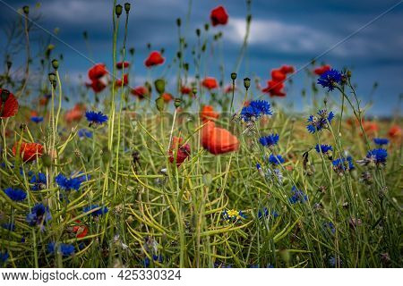 Red Poppy And Centaurea Flowers Blooming In The Field. Summer Day, Blue Sky.