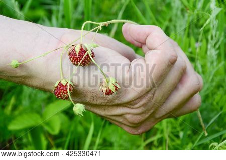 Wild Strawberries In Men's Hands. Concept Of Harvesting Berries In Glade In The Forest. Summer Backg