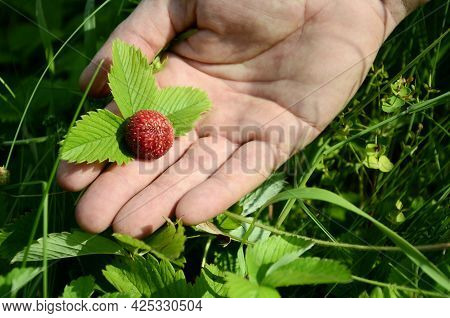 Wild Strawberries In Men's Hands. Concept Of Harvesting Berries In Glade In The Forest. Summer Backg