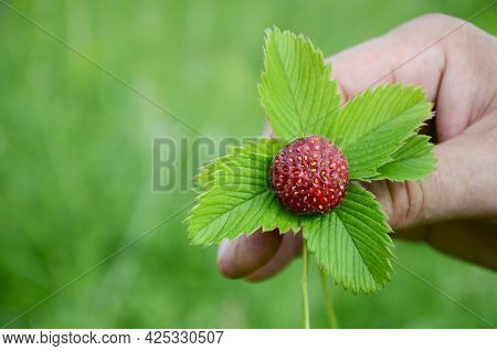 Wild Strawberries In Men's Hands With Copy Space. Concept Of Harvesting Berries In Glade In The Fore
