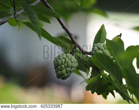 Fruit Custard Apple Tree, Sugar Apple, Sweetsop, Or Anon, Annona Squamosa Plants Annona Squamosa, An
