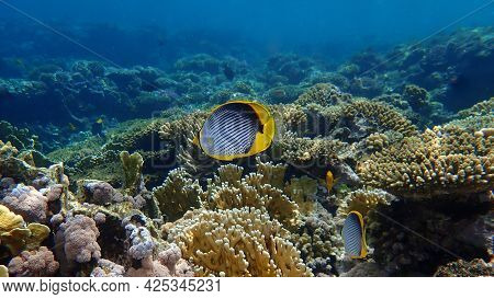 Blackback Butterflyfish Or Black-backed Butterflyfish (chaetodon Melannotus) Undersea, Red Sea, Egyp