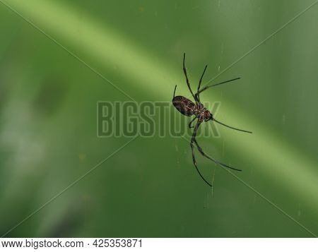 Closeup Of Golden Orb Spider (nephila) Hanging In Air Vilcabamba, Ecuador.