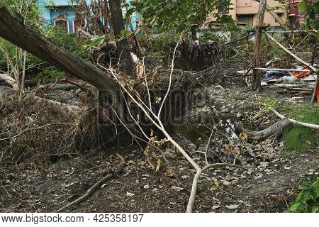 Super Cyclone Amphan Uprooted Trees Which Fell On A Field. The Devastation Has Made Many Trees Fall 