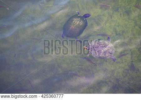 Fresh Water Turtles And Fish In A Shallow Pond.