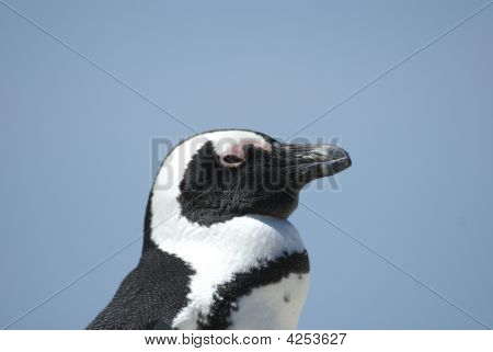 Afrikkalainen Penguin - Spheniscus Demersus