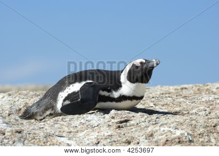 Jättiläishain Afrikkalainen Penguin