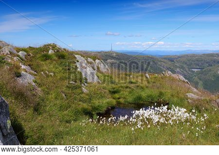 Cottongrass Plant Species In Norway. Common Cottongrass (eriophorum Angustifolium) At Ulriken Mounta