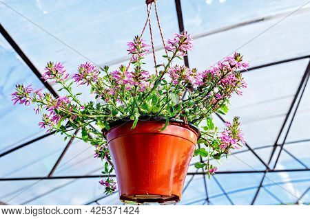 Close-up Of A Planter With Scaevola Flowers Hanging On A Hanger In The Garden Center.