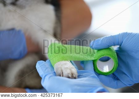 Veterinarian Is Bandaging Dog Sore Paw Closeup
