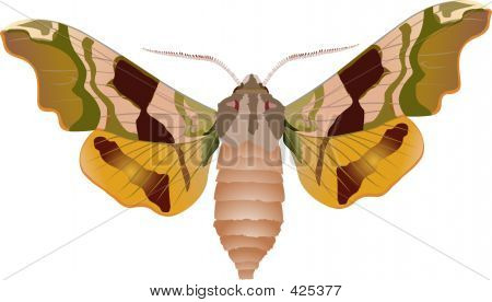 เหยี่ยว - Moth มะนาว