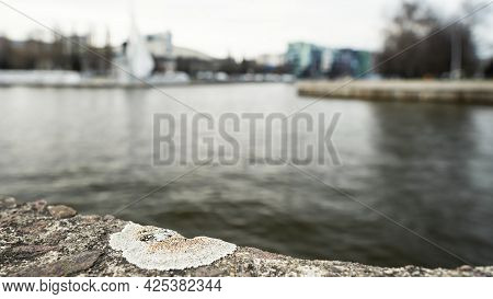 Gray Lichen Lecanora Allophana On A River Embankment
