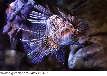 Black White Dangerous Poisonous Lionfish, Scorpion Fish, Close Up