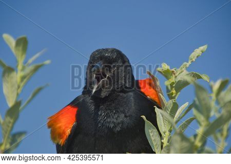 A Portrait Of A Male Red-winged Blackbird.  Burnaby Bc Canada