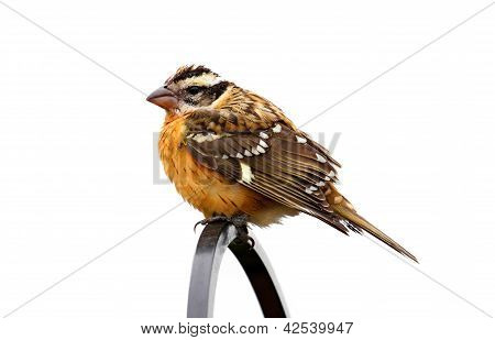 Black-headed-KernbeiÃŸer (Pheucticus Melanocephalus)