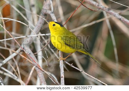 Wilsons-WaldsÃ¤nger (Wilsonia Pusilla)