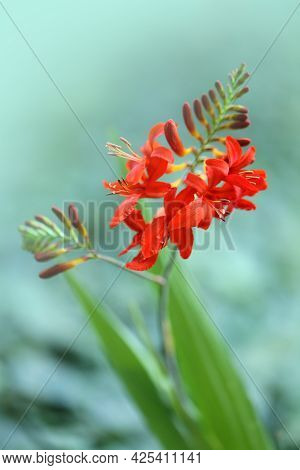Crocosmia Flower. Crocosmia Red Lucifer.montbrecia Flower Close-up.bright Red Autumn Flowers On Blur