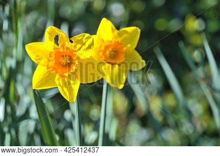 Beautiful Closeup Bright View Of Couple Of Spring Yellow Daffodil (narcissus) Flower With Orange Cor