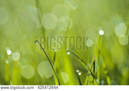 Beautiful Macro View Of Green Hydrophobic Spring Lawn Grass With Water Drops Of Morning Dew And Nice