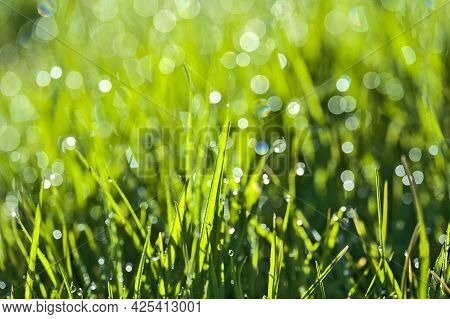Beautiful Macro View Of Green Hydrophobic Spring Lawn Grass With Water Drops Of Morning Dew And Nice