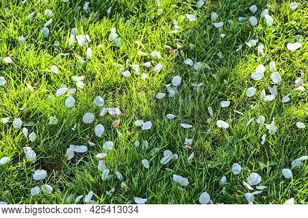 Beautiful Closeup View Of Delicate Spring White Cherry (prunus Shogetsu Oku Miyako) Fallen Blossoms 