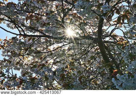Beautiful Closeup View Of Delicate Spring White Cherry (prunus Shogetsu Oku Miyako) Flowering Blosso