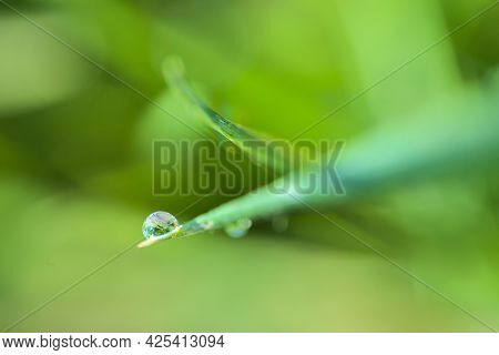 Beautiful Macro View Of Single Water Drop Of Morning Dew On Green Hydrophobic Spring Lawn Grass With
