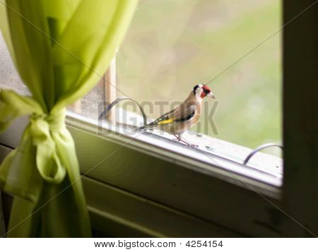 Fælles fugl (europæiske Goldfinch)