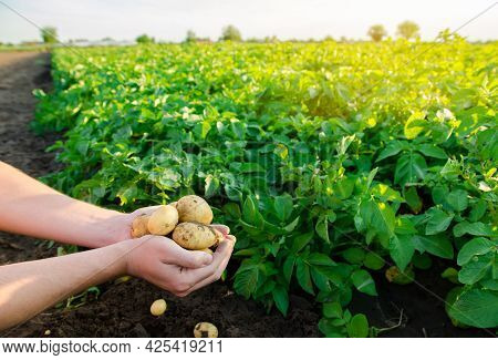 Fresh Young Potatoes In The Hands Of A Farmer On The Background Of Agricultural Potato Plantations. 
