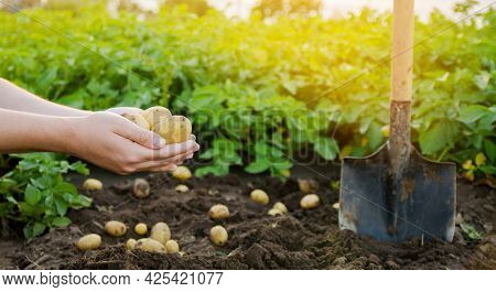 Fresh Young Potatoes In The Hands Of A Farmer On The Background Of Agricultural Potato Plantations. 