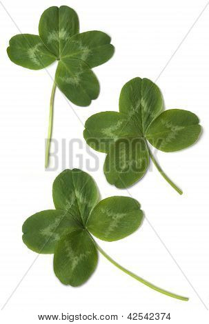 Четыре широколиственные клевер
