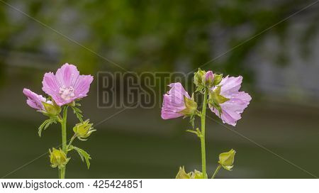 Close up shot of pink Prim Rose flowers in the garden
