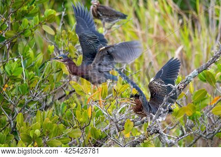 Juvenile Green Herons Fighting At Merritt Island National Wildlife Refuge.